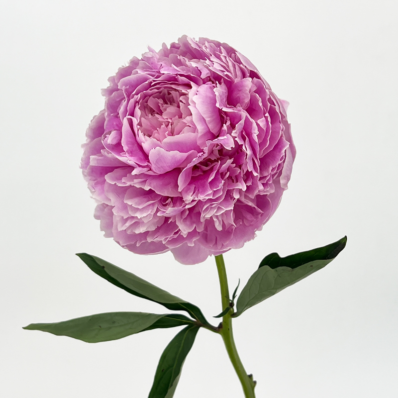 Peony (Imported) - Sarah Bernhardt (5 Stems)